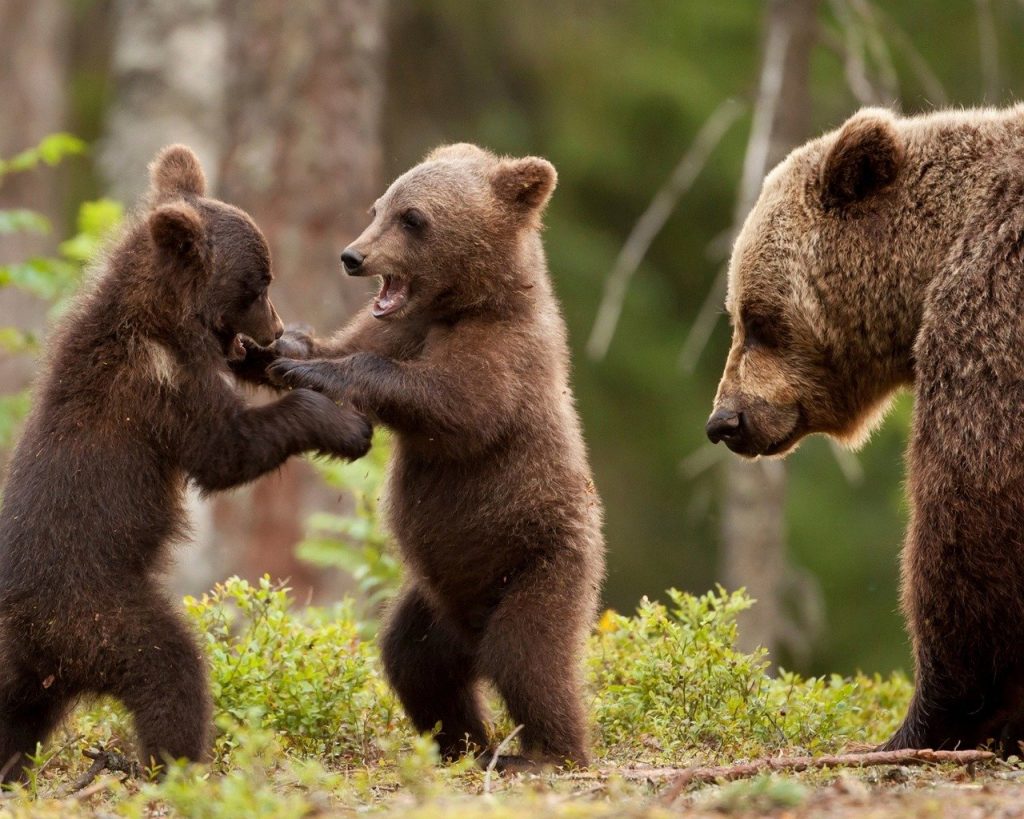 Descubre la Emoción: Alojamiento y Multiaventura en Priego